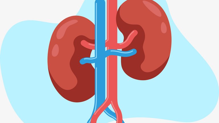 [Translate to Brasil - Portuguese:] Schematics of a human kidney
